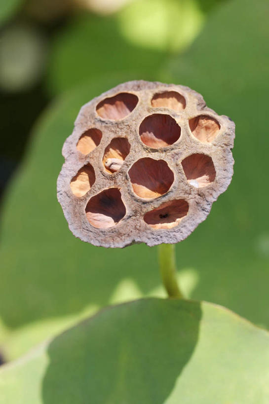 无人,竖图,俯视,室外,特写,白天,旅游,度假,美景,睡莲,叶子,阴影,朦胧,模糊,反射,影子,景观,荷叶,娱乐,藕,自然,享受,休闲,景色,放松,自然风光,纯真,妖艳,莲叶,水芹花,抒情,洁净,水洋花,子午莲,莲藕,叶,叶片,彩图,高角度拍摄