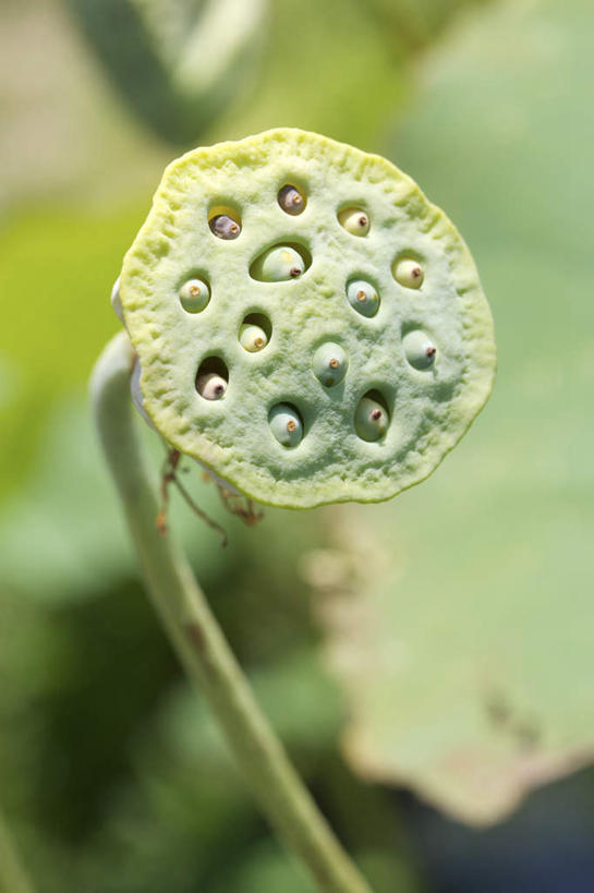 无人,竖图,俯视,室外,特写,白天,旅游,度假,美景,睡莲,叶子,阴影,朦胧,模糊,反射,影子,景观,荷叶,娱乐,藕,自然,享受,休闲,景色,放松,自然风光,纯真,妖艳,莲叶,水芹花,抒情,洁净,水洋花,子午莲,莲藕,叶,叶片,彩图,高角度拍摄