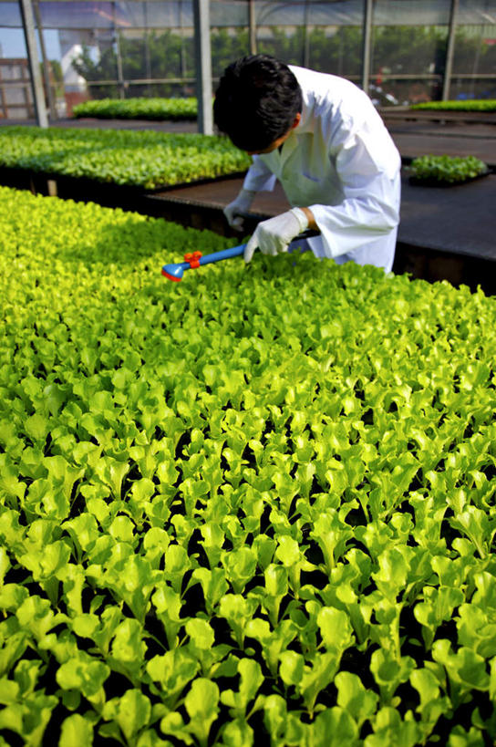 东方人,一个人,技术人员,菜园,站,竖图,俯视,室内,白天,工作服,制服,农作物,水,田园,叶子,亚洲,仅一个男性,仅一个人,一副,一排,握,阴影,飞溅,整齐,溅,反射,分离,暖棚,眼镜,液体,影子,水滴,绿叶,过滤,温室,分开,注视,黄种人,水珠,排列,仅一个年轻男性,白色,口罩,容器,手套,低头,观察,看,站着,嫩叶,隔断,橡胶,握着,遮掩,设施,观看,储藏,隔离,察看,卫生,暖房,掩盖,遮挡,防寒,储存,队列,关注,喷洒,加温,净化,间隔,橡胶手套,预防,透光,近视眼镜,保温,橡胶制品,遮盖,杀虫剂,防尘,菜棚,田庄,医用手套,掩饰,断绝,隔开,屏蔽,屏绝,远离,中断,阻遏,阻隔,工作制服,男人,男性,年轻男性,亚洲人,叶,叶片,技术员,站立,半身,彩图,高角度拍摄,工作套服,贮存