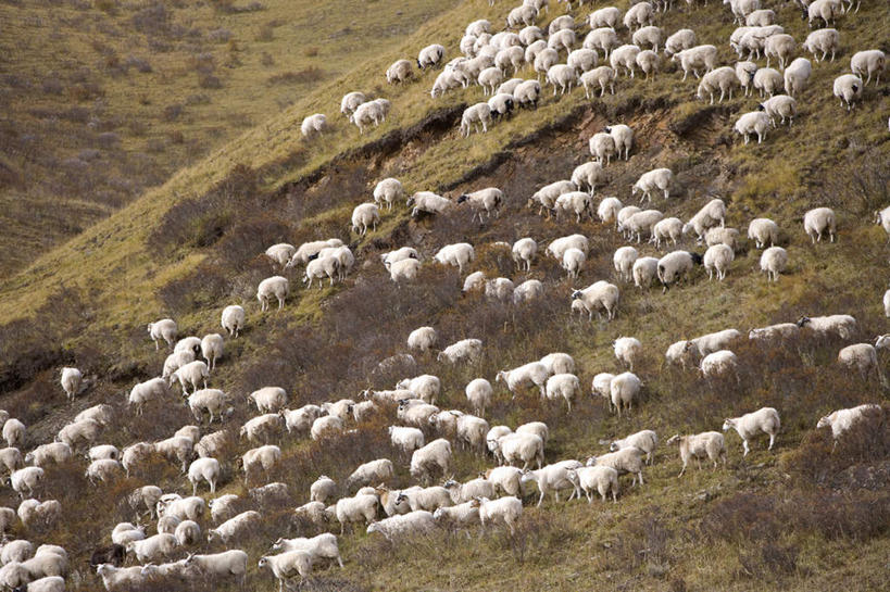 无人,站,吃,横图,室外,白天,正面,旅游,度假,美景,太阳,植物,羊,中国,亚洲,许多,阴影,枯萎,光线,影子,景观,枯草,注视,娱乐,草,黄色,蓝色,蓝天,天空,阳光,自然,动物,天,低头,观察,看,站着,享受,休闲,家畜,景色,放松,牲畜,四川省,晴朗,观看,察看,关注,自然风光,东亚,四川,阿坝,万里无云,中华人民共和国,西南地区,阿坝藏族羌族自治州,阿坝州,川,垂头,晴空,晴空万里,绵羊,嚼,食,站立,半身,彩图,第一湾,黄河第一湾,九曲黄河第一湾,若尔盖县,唐克乡
