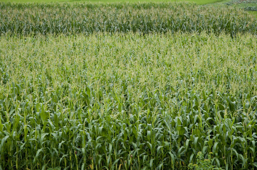 无人,农田,横图,室外,白天,正面,旅游,度假,庄稼,农作物,美景,一排,阴影,新鲜,整齐,光线,影子,景观,娱乐,排列,绿色,阳光,自然,享受,休闲,景色,放松,青春,生命,队列,自然风光,和平,安详,冷色,玉米田,彩图,耕地,庄稼田