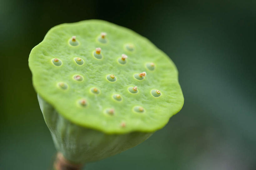 无人,横图,室外,特写,白天,正面,美景,阴影,朦胧,模糊,光线,影子,景观,一个,阳光,自然,景色,莲蓬,单个,莲蓬子,莲子肉,自然风光,彩图