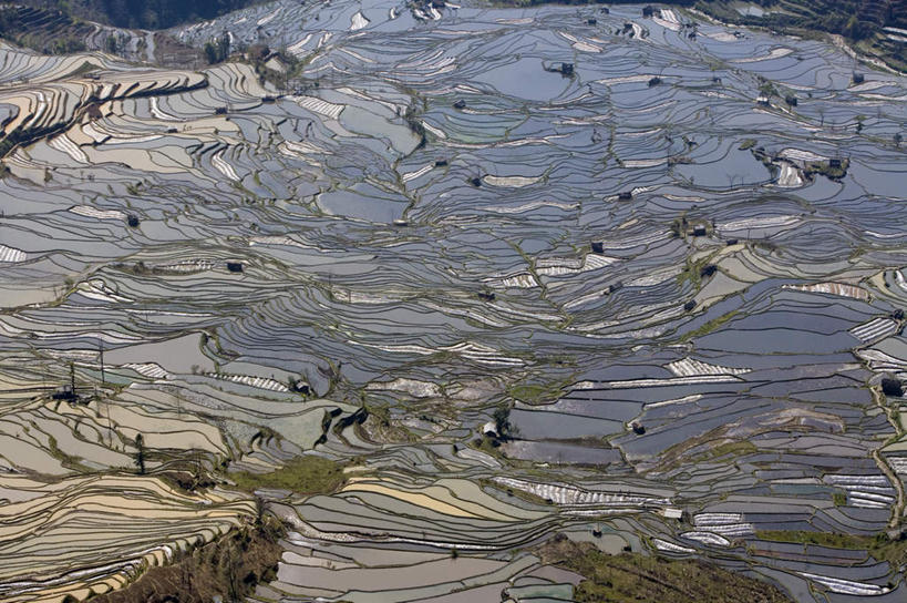 无人,农田,横图,俯视,航拍,室外,白天,旅游,度假,庄稼,梯田,农作物,草地,草坪,美景,植物,中国,亚洲,阴影,曲折,弯曲,光线,影子,景观,娱乐,云南,草,树,树木,绿色,阳光,自然,享受,休闲,景色,放松,蜿蜒,生长,成长,鸟瞰,自然风光,东亚,元阳,云南省,中华人民共和国,西南地区,滇,红河,红河州,红河哈尼族彝族自治州,哀牢山,元阳梯田,元阳县,彩图,高角度拍摄,耕地,庄稼田