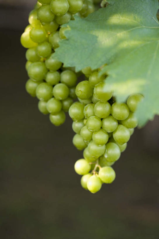 无人,竖图,室外,特写,白天,正面,葡萄,水果,叶子,阴影,朦胧,模糊,新鲜,光线,影子,生食,食品,果实,绿叶,两串,食物,绿色,阳光,嫩叶,有机食品,绿色食品,叶,叶片,山葫芦,蒲桃,草龙珠,彩图