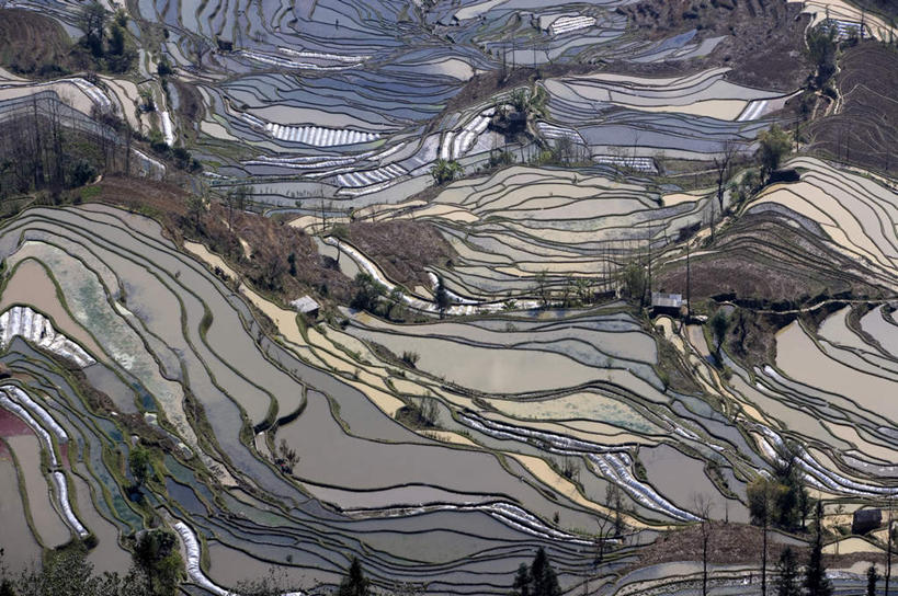 无人,农田,横图,俯视,航拍,室外,白天,旅游,度假,庄稼,梯田,农作物,草地,草坪,美景,水,植物,中国,亚洲,阴影,曲折,弯曲,光线,纹路,纹理,液体,影子,景观,水滴,谷物,水稻,娱乐,稻,云南,草,树,树木,绿色,阳光,自然,享受,休闲,景色,放松,蜿蜒,生长,成长,鸟瞰,自然风光,东亚,元阳,云南省,肌理,中华人民共和国,西南地区,滇,红河,红河州,红河哈尼族彝族自治州,元阳县,彩图,高角度拍摄,耕地,庄稼田,老虎嘴