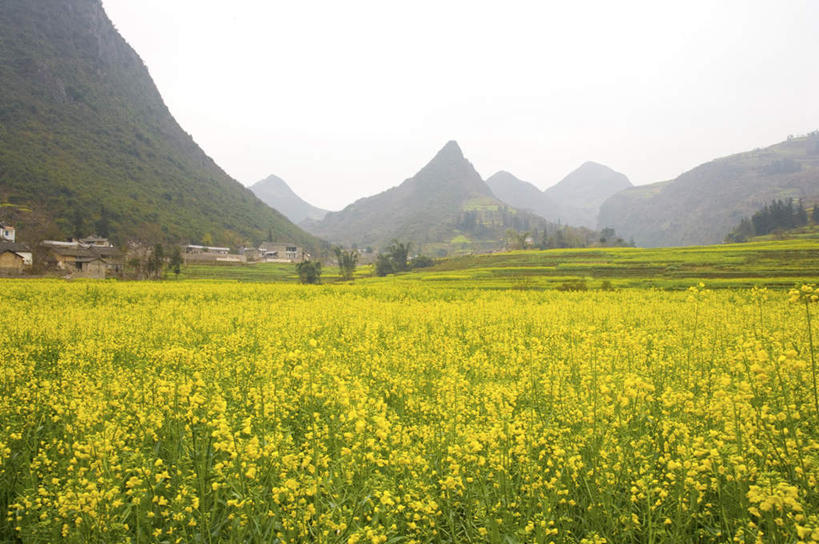 无人,农田,横图,室外,白天,正面,旅游,度假,庄稼,农作物,草地,草坪,花海,花圃,美景,山,山脉,植物,叶子,中国,亚洲,盛开,景观,山峰,山峦,花蕾,娱乐,云南,草,花,花瓣,花朵,花卉,鲜花,树,树木,绿色,自然,花丛,花束,花田,群山,花苞,花蕊,油菜花,享受,休闲,景色,放松,生长,成长,自然风光,东亚,罗平,云南省,曲靖市,曲靖,罗平县,金鸡山,中华人民共和国,西南地区,滇,彩图,耕地,庄稼田,油菜花田,芸苔,芸薹