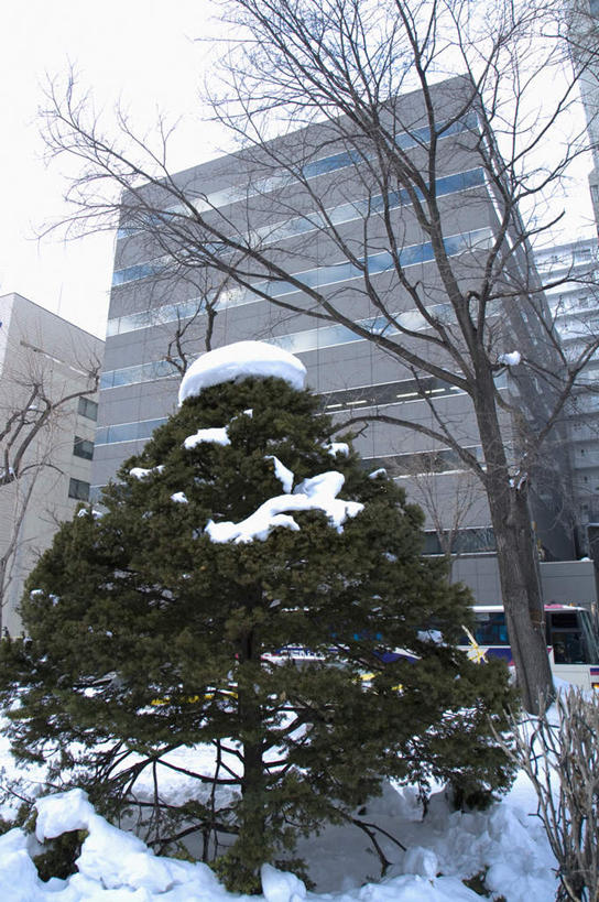 无人,家,高楼大厦,竖图,室外,白天,仰视,度假,办公楼,美景,雪,植物,大雪,城市风光,城市,大厦,建筑,摩天大楼,写字楼,北海道,日本,亚洲,房屋,屋子,积雪,景观,雪景,冬季,冬天,公寓,娱乐,洋房,楼房,住宅,树,树木,绿色,自然,楼宇,享受,休闲,商务楼,景色,放松,寒冷,生长,成长,东亚,札幌,大通公园,日本国,北海道地方,北海道岛,严寒,县厅,彩图,低角度拍摄,房子,大楼,高层建筑,高楼,摩天楼,札幌市