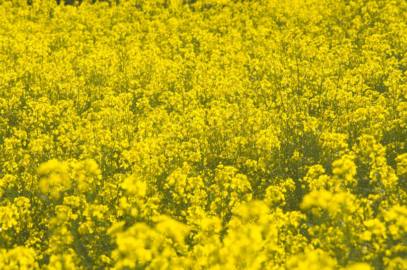 无人,农田,横图,俯视,室外,白天,旅游,度假,庄稼,农作物,花海,花圃,美景,植物,叶子,中国,亚洲,阴影,盛开,光线,影子,景观,花蕾,娱乐,云南,花,花瓣,花朵,花卉,鲜花,黄色,绿色,阳光,自然,花丛,花束,花田,花苞,花蕊,油菜花,享受,休闲,景色,放松,自然风光,东亚,罗平,云南省,曲靖市,曲靖,罗平县,中华人民共和国,西南地区,滇,彩图,高角度拍摄,耕地,庄稼田,油菜花田,芸苔,芸薹