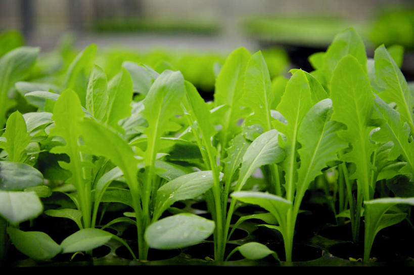 无人,菜园,横图,室外,特写,白天,正面,农作物,田园,蔬菜,叶子,一排,朦胧,模糊,新鲜,整齐,暖棚,食品,绿叶,食物,排列,绿色,嫩叶,有机食品,绿色食品,队列,菜棚,田庄,叶,叶片,彩图