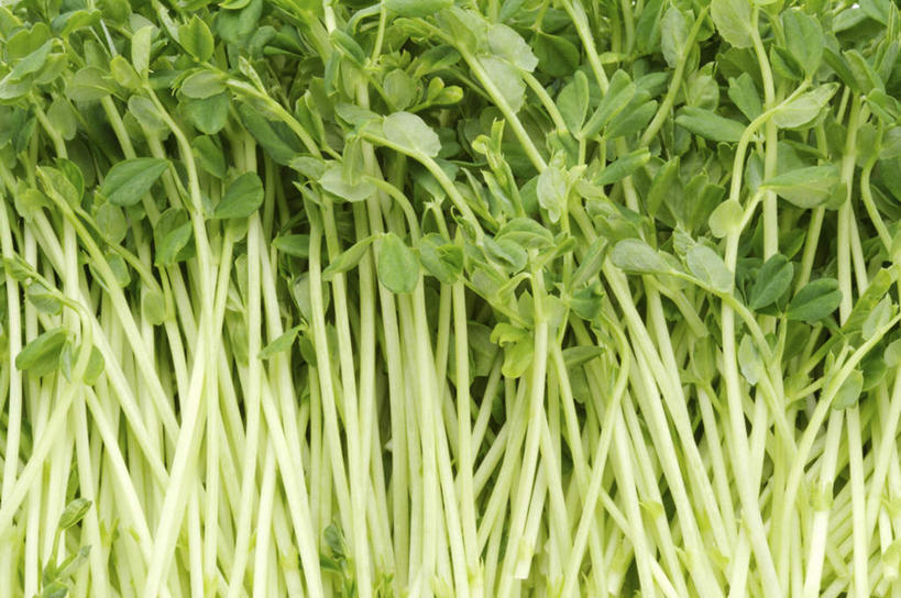 无人,横图,俯视,室内,特写,白天,蔬菜,叶子,一堆,许多,堆叠,堆积,新鲜,食品,绿叶,很多,食物,绿色,嫩叶,有机食品,绿色食品,堆,豆瓣菜,水蔊菜,水田芥菜,水茼蒿,西洋菜,叶,叶片,彩图,高角度拍摄