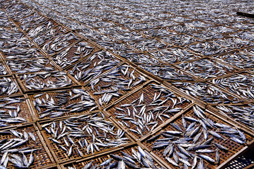 海鲜,无人,横图,俯视,室外,白天,旅游,度假,美景,台湾,中国,亚洲,一排,许多,整齐,鱼,景观,很多,娱乐,水产,鱼类,海洋生物,排列,自然,享受,休闲,景色,放松,队列,自然风光,水生动物,海产品,水生物,东亚,海底动物,港澳台,中华人民共和国,台湾省,彩图,高角度拍摄,全身,澎湖群岛,台