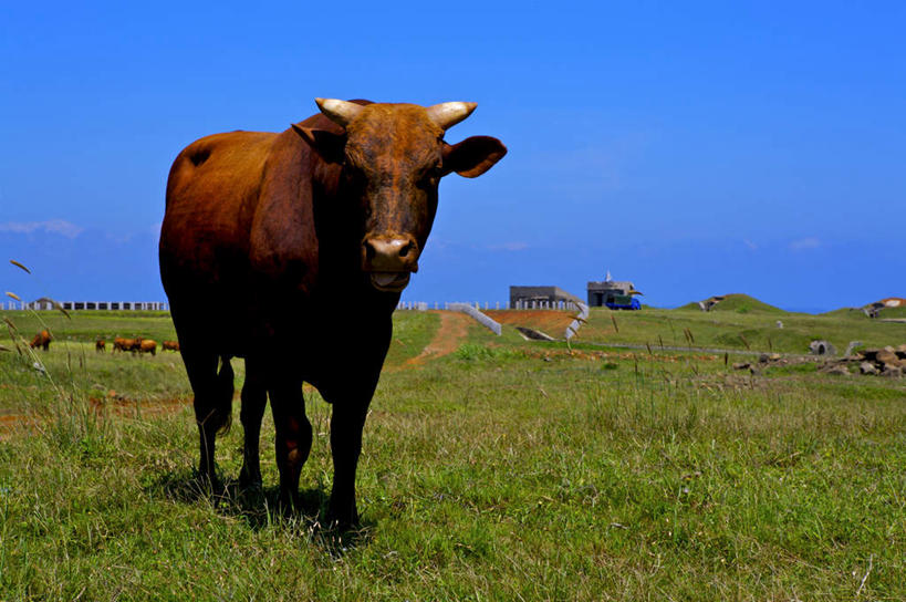 无人,站,横图,室外,白天,正面,旅游,度假,草地,草坪,美景,植物,牛,台湾,中国,亚洲,一头,阴影,光线,影子,景观,注视,娱乐,草,蓝色,绿色,蓝天,天空,阳光,自然,动物,天,观察,看,站着,享受,休闲,家畜,景色,放松,牲畜,晴朗,观看,察看,关注,自然风光,东亚,万里无云,港澳台,中华人民共和国,台湾省,晴空,晴空万里,站立,彩图,全身,澎湖群岛,台