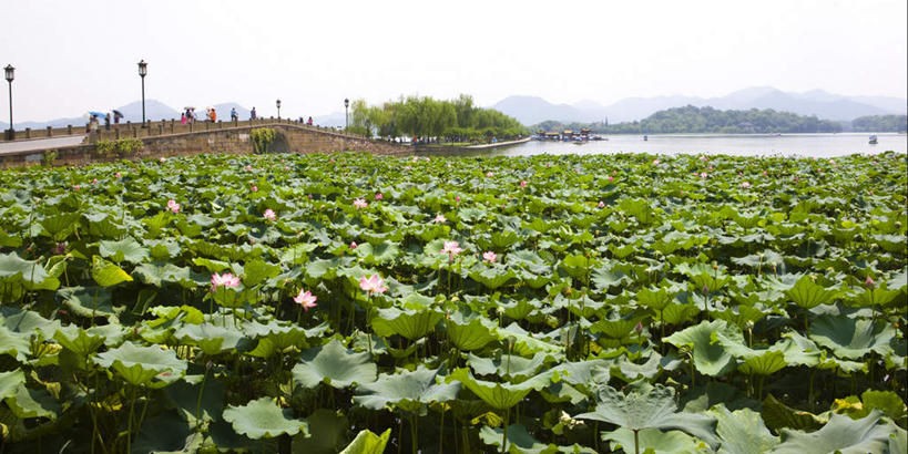 东方人,走,横图,室外,白天,正面,旅游,度假,纯洁,湖,湖泊,石头,美景,名胜古迹,山,山脉,水,植物,标志建筑,地标,建筑,莲花,睡莲,叶子,中国,亚洲,行人,游客,游人,阴影,服装,遗迹,光线,石子,影子,湖面,景观,山峰,水流,水面,桥,荷叶,山峦,许多人,注视,休闲装,黄种人,古迹,文物,娱乐,建设,古建筑,石桥,浙江,路人,旅客,拱桥,栈桥,树,树木,浙江省,衣服,蓝色,绿色,蓝天,天空,阳光,自然,湖水,群山,天,观察,看,一群人,享受,休闲,休闲服,旅游胜地,景色,放松,服饰,拱形,生长,晴朗,成长,观看,杭州,人行桥,石拱桥,察看,富贵,神圣,关注,自然风光,古文明,东亚,纯真,纯净,妖艳,沉积岩,杭州市,万里无云,中华人民共和国,华东地区,省会,浙,莲叶,六月花神,水芹花,抒情,正直,洁净,过客,水成岩,西湖区,荷花,六月春,藕花,水芙蓉,水洋花,子午莲,男人,男性,年轻男性,年轻女性,女人,女性,亚洲人,叶,叶片,石块,岩石,晴空,晴空万里,步行,散步,走路,彩图,全身,白堤,断桥,西湖断桥