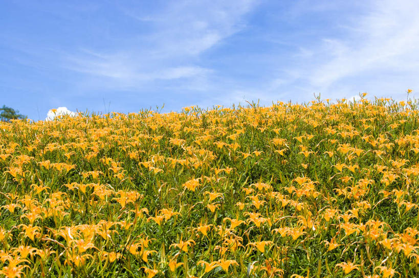无人,农田,横图,室外,白天,正面,旅游,度假,庄稼,农作物,花海,花圃,美景,山,山脉,植物,百合花,萱草,叶子,台湾,中国,亚洲,阴影,盛开,光线,影子,景观,山顶,山峰,云,云朵,山峦,花蕾,云彩,娱乐,花,花瓣,花朵,花卉,鲜花,黄色,蓝色,绿色,白云,蓝天,天空,阳光,自然,花丛,花束,花田,群山,天,花苞,花蕊,享受,休闲,景色,放松,晴朗,自然风光,东亚,花莲县,港澳台,中华人民共和国,强瞿,疗愁,萱草花,宜男,台湾省,颠峰,极峰,花莲,百合蒜,倒仙,番韭,山丹,晴空,忘忧草,金针菜,黄花菜,彩图,耕地,庄稼田,富里乡,台