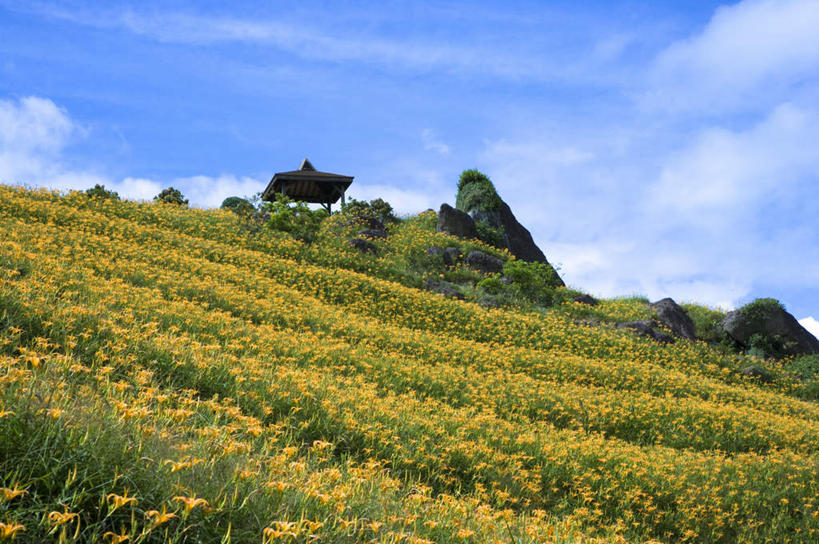 无人,农田,横图,室外,白天,仰视,旅游,度假,庄稼,农作物,花海,花圃,石头,美景,山,山脉,植物,百合花,萱草,叶子,台湾,中国,亚洲,阴影,盛开,光线,石子,影子,亭子,景观,山顶,山峰,云,云朵,山峦,花蕾,云彩,娱乐,花,花瓣,花朵,花卉,鲜花,树,树木,黄色,蓝色,绿色,白云,蓝天,天空,阳光,自然,花丛,花束,花田,群山,天,花苞,花蕊,享受,休闲,景色,放松,生长,晴朗,成长,自然风光,东亚,沉积岩,花莲县,港澳台,中华人民共和国,强瞿,疗愁,萱草花,宜男,台湾省,颠峰,极峰,水成岩,花莲,百合蒜,倒仙,番韭,山丹,石块,岩石,晴空,忘忧草,金针菜,黄花菜,彩图,低角度拍摄,耕地,庄稼田,富里乡,台