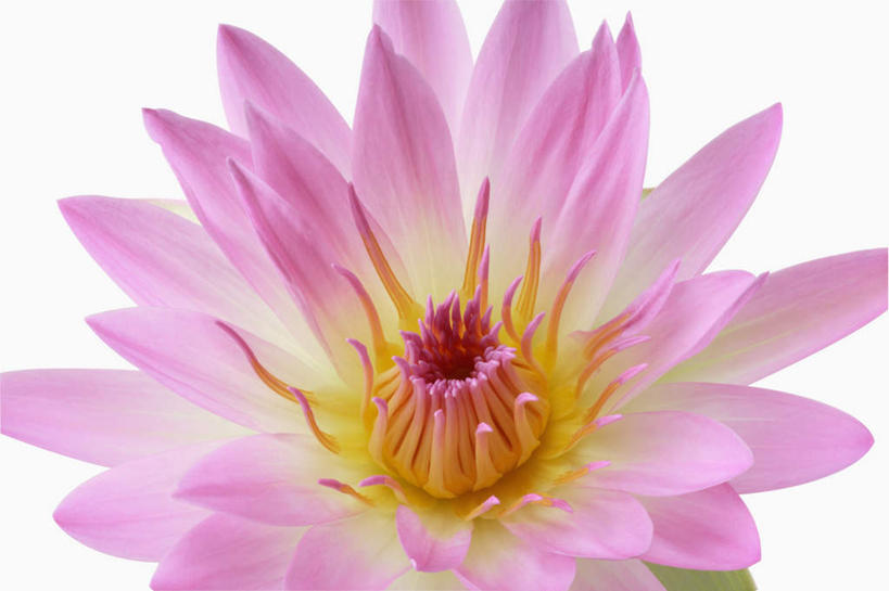 无人,横图,俯视,室内,特写,白天,白色背景,睡莲,盛开,花蕾,花,花瓣,花朵,鲜花,一朵,粉色,花苞,花蕊,摄影,影棚,纯真,妖艳,水芹花,抒情,洁净,水洋花,子午莲,彩图,高角度拍摄,影棚拍摄,拍摄