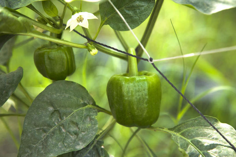 无人,农田,横图,室外,特写,白天,正面,庄稼,农作物,植物,辣椒,蔬菜,叶子,台湾,中国,亚洲,吊挂,悬挂,朦胧,模糊,新鲜,纹理,食品,绿叶,挂,食物,绿色,嫩叶,有机食品,绿色食品,彩椒,东亚,辣角,红海椒,大椒,辣虎,广椒,屏东县,肌理,港澳台,中华人民共和国,台湾省,叶,叶片,叶脉,甜椒,柿子椒,辣子,海椒,番椒,灯笼椒,彩图,耕地,庄稼田,屏东,台