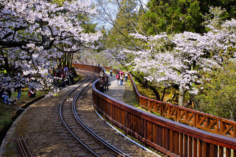 无人,栏杆,横图,室外,白天,正面,旅游,度假,幸福,纯洁,美景,树林,植物,路,铁路,樱花,台湾,中国,亚洲,盛开,扶手,景观,轨道,交通,铁轨,花蕾,娱乐,护栏,花,花瓣,花朵,鲜花,树,树木,绿色,自然,花苞,花蕊,享受,休闲,景色,放松,运输,生长,成长,等待,生命,自然风光,东亚,嘉义,阿里山,港澳台,中华人民共和国,仙樱花,福岛樱,青肤樱,高尚,台湾省,嘉义市,热烈,荆桃,彩图,台