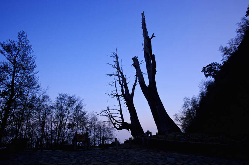 无人,横图,室外,白天,仰视,旅游,度假,美景,树林,植物,台湾,中国,亚洲,阴影,光线,影子,景观,背光,娱乐,树,树木,蓝色,绿色,蓝天,天空,阳光,自然,天,享受,休闲,景色,放松,生长,晴朗,成长,死亡,自然风光,逆光,东亚,嘉义,阿里山,万里无云,港澳台,中华人民共和国,殒命,台湾省,嘉义市,灭亡,晴空,晴空万里,彩图,低角度拍摄,台