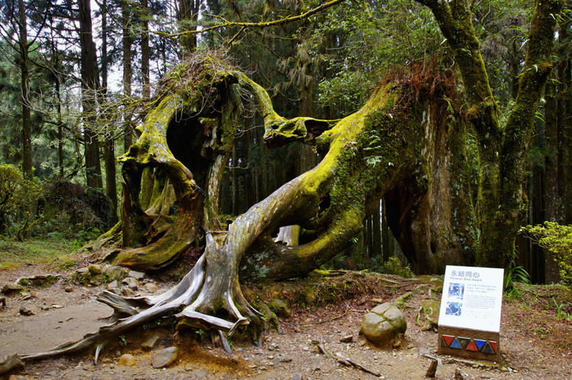无人,横图,室外,白天,正面,旅游,度假,美景,树林,植物,指示牌,台湾,中国,亚洲,标志,文字,景观,枝条,娱乐,标识,树,树木,树枝,绿色,自然,享受,休闲,景色,放松,生长,成长,自然风光,东亚,嘉义,阿里山,港澳台,中华人民共和国,台湾省,嘉义市,虬枝,枝杈,彩图,台