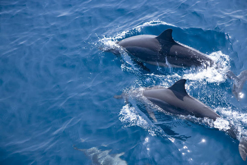 游泳,无人,横图,俯视,室外,白天,旅游,度假,海浪,海洋,美景,哺乳动物,海豚,台湾,中国,亚洲,景观,浪花,娱乐,自然,海水,动物,两只,享受,休闲,景色,放松,可爱,活泼,自然风光,海景,东亚,龟山岛,火山岛,港澳台,中华人民共和国,泅水,台湾省,拍浮,大海,风浪,海,海水的波动,近岸浪,涌浪,半身,彩图,高角度拍摄,宜兰县,台