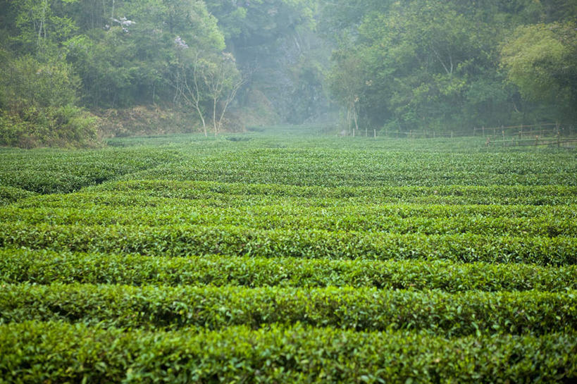 无人,农田,横图,室外,白天,正面,旅游,度假,幸福,庄稼,农作物,美景,树林,植物,雾,茶,武夷山,中国,亚洲,朦胧,模糊,景观,茶叶,娱乐,树,树木,绿色,自然,享受,休闲,温馨,景色,放松,乐趣,生长,成长,迷雾,提神,舒适,自然风光,醒脑,福建,东亚,福建省,中华人民共和国,华东地区,闽,大雾,彩图,耕地,庄稼田,碧水丹山,福建第一名山,奇秀甲东南,武夷山市