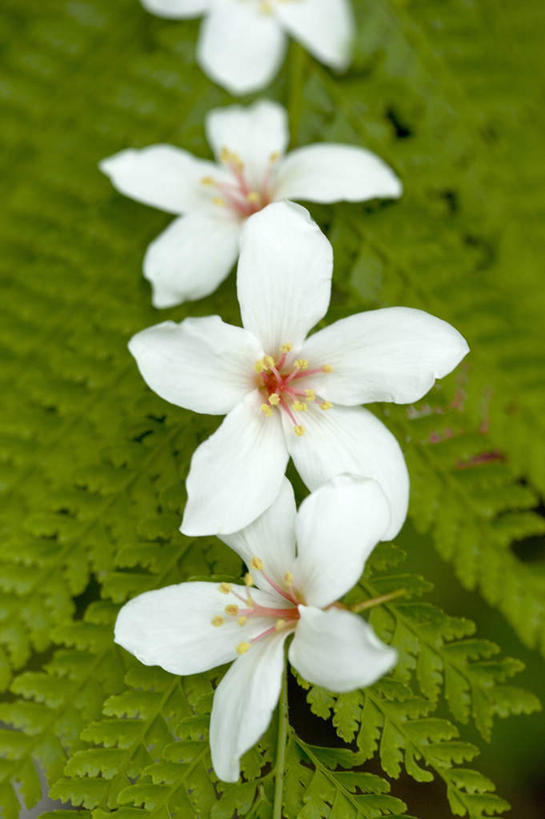 无人,竖图,俯视,室外,特写,白天,美景,台湾,中国,亚洲,四朵,阴影,朦胧,模糊,盛开,光线,影子,景观,花蕾,花,花瓣,花朵,鲜花,白色,阳光,自然,花苞,花蕊,景色,自然风光,东亚,港澳台,中华人民共和国,台湾省,彩图,高角度拍摄,心神不宁,情窦初开,苗栗县,苗栗,油桐花,三平桐,光桐,台