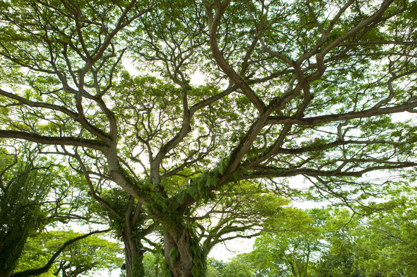 无人,横图,室外,特写,白天,仰视,美景,植物,叶子,马来西亚,亚洲,阴影,光线,影子,景观,绿叶,枝条,树,树木,树枝,绿色,阳光,自然,嫩叶,景色,东南亚,生长,成长,自然风光,马六甲州,虬枝,枝杈,马来西亚联邦,叶,叶片,彩图,低角度拍摄