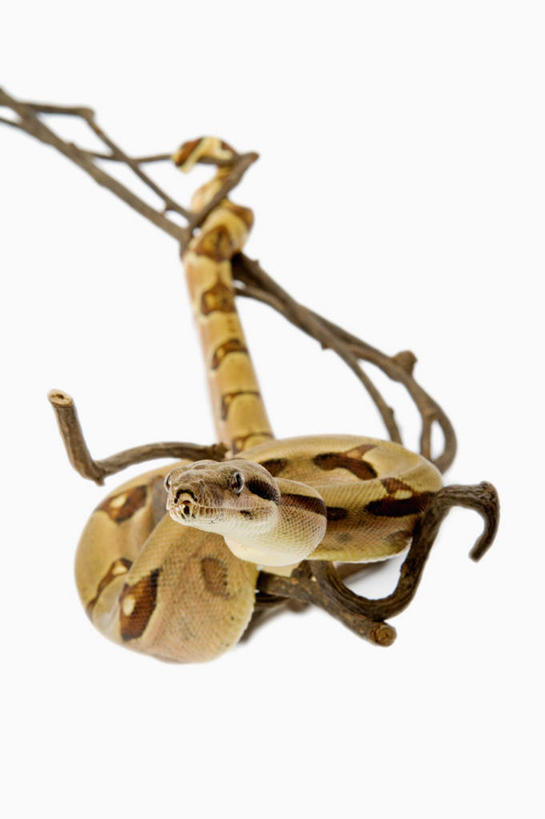 无人,竖图,室内,白天,白色背景,正面,植物,野生动物,一条,环绕,缠绕,爬行动物,蛇,枝条,注视,树,树木,树枝,动物,观察,看,摄影,影棚,观看,察看,关注,冷血动物,纠缠,凶猛,脊椎动物,长虫,蚺蛇,虬枝,枝杈,红尾蚺,残暴,凶残,彩图,全身,影棚拍摄,拍摄,冷血