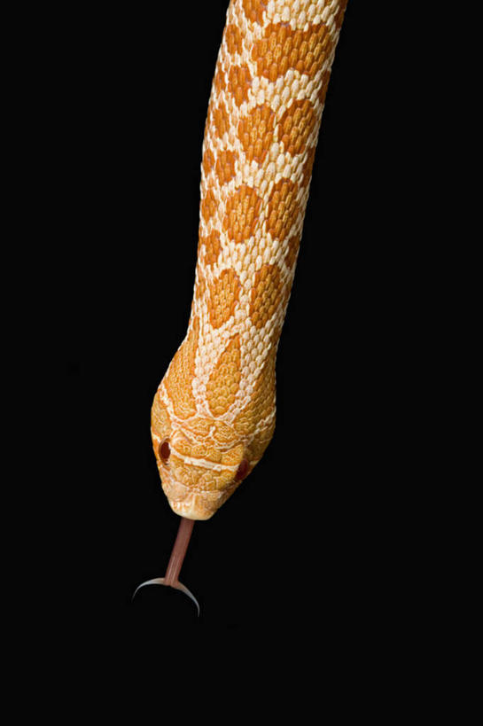 头,无人,竖图,俯视,室内,特写,白天,野生动物,阴影,黑色背景,反射,爬行动物,蛇,影子,注视,动物,观察,看,摄影,影棚,观看,察看,关注,冷血动物,凶猛,脊椎动物,长虫,猪鼻蛇,残暴,凶残,舌头,头部,半身,彩图,高角度拍摄,影棚拍摄,拍摄,西部猪鼻蛇,冷血