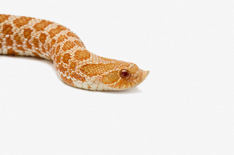 头,无人,横图,室内,特写,白天,白色背景,正面,野生动物,阴影,反射,爬行动物,蛇,影子,注视,动物,观察,看,摄影,影棚,观看,察看,关注,冷血动物,凶猛,脊椎动物,长虫,猪鼻蛇,残暴,凶残,舌头,头部,半身,彩图,影棚拍摄,拍摄,西部猪鼻蛇,冷血