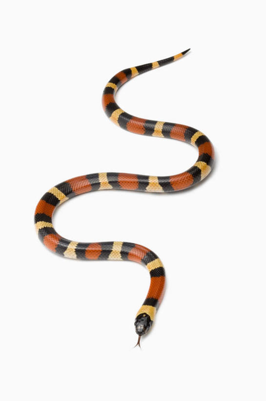 无人,竖图,俯视,室内,白天,白色背景,野生动物,一条,阴影,反射,爬行动物,蛇,影子,注视,爬行,动物,观察,看,摄影,影棚,观看,察看,关注,冷血动物,凶猛,脊椎动物,长虫,洪都拉斯奶蛇,奶蛇,牛奶蛇,赛诺隆乳蛇,残暴,凶残,彩图,高角度拍摄,全身,影棚拍摄,拍摄,冷血