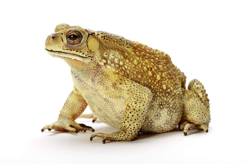 无人,坐,横图,室内,特写,白天,白色背景,侧面,蟾蜍,野生动物,阴影,反射,影子,注视,一只,动物,观察,看,金色,摄影,活泼,影棚,观看,察看,关注,黑眶蟾蜍,蟾,癞蛤蟆,蛤蟆,坐着,彩图,全身,影棚拍摄,拍摄,癞疙疱,蛤巴