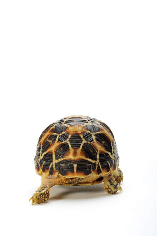无人,竖图,室内,特写,白天,白色背景,龟,阴影,反射,爬行动物,影子,象龟,一只,背面,动物,健康,摄影,影棚,坚定,星龟,长寿,彩图,全身,影棚拍摄,拍摄,土陆龟,缅甸星龟