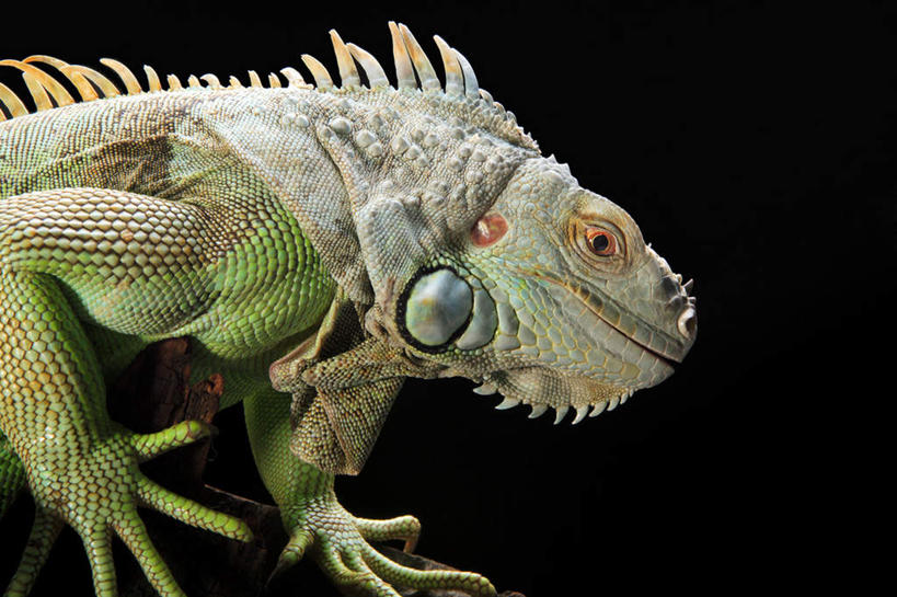 头,无人,横图,室内,特写,白天,侧面,野生动物,蜥蜴,阴影,黑色背景,反射,影子,注视,一只,绿色,动物,观察,看,摄影,影棚,观看,察看,关注,石龙子,泉龙,猪婆蛇,四脚蛇,蜴,东部鬃狮蜥,头部,半身,彩图,影棚拍摄,拍摄