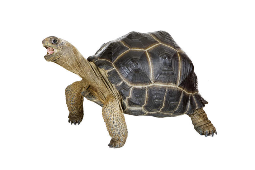 无人,站,横图,室内,特写,白天,白色背景,侧面,龟,阴影,反射,爬行动物,影子,注视,一只,动物,观察,看,站着,张嘴,健康,摄影,影棚,观看,察看,关注,坚定,张大嘴巴,亚达伯拉象龟,长寿,张开嘴,陆龟,站立,彩图,全身,影棚拍摄,拍摄