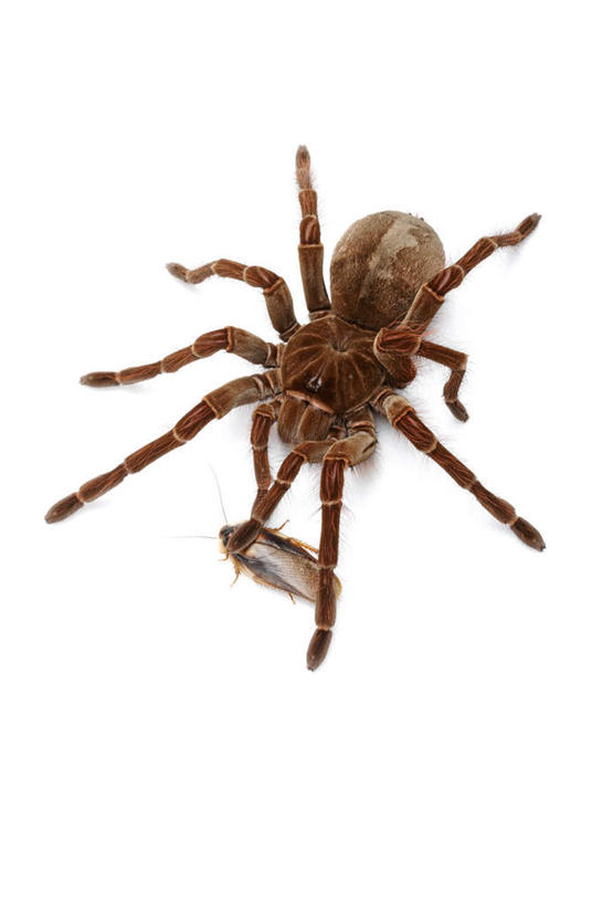 无人,竖图,俯视,室内,特写,白天,白色背景,蟑螂,阴影,反射,细菌,昆虫,蜘蛛,影子,动物,两只,摄影,影棚,八脚螅,捕猎,节肢动物,益虫,病菌,害虫,传染,四害,小强,波丝,蜚蠊,彩图,高角度拍摄,全身,影棚拍摄,拍摄