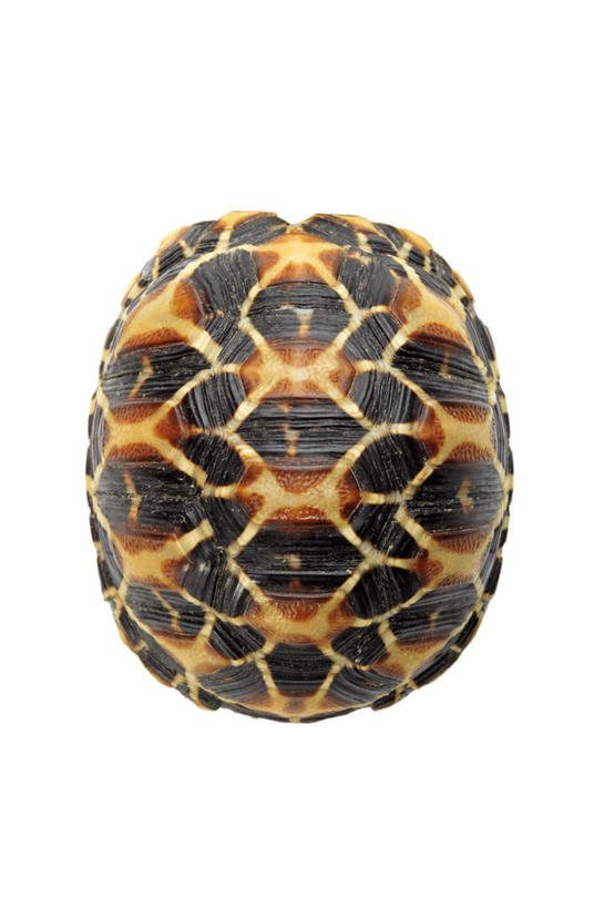 无人,竖图,室内,特写,白天,白色背景,正面,龟,阴影,条纹,反射,纹路,爬行动物,纹理,影子,象龟,一只,动物,健康,摄影,影棚,坚定,星龟,肌理,长寿,彩图,全身,影棚拍摄,拍摄,土陆龟,缅甸星龟