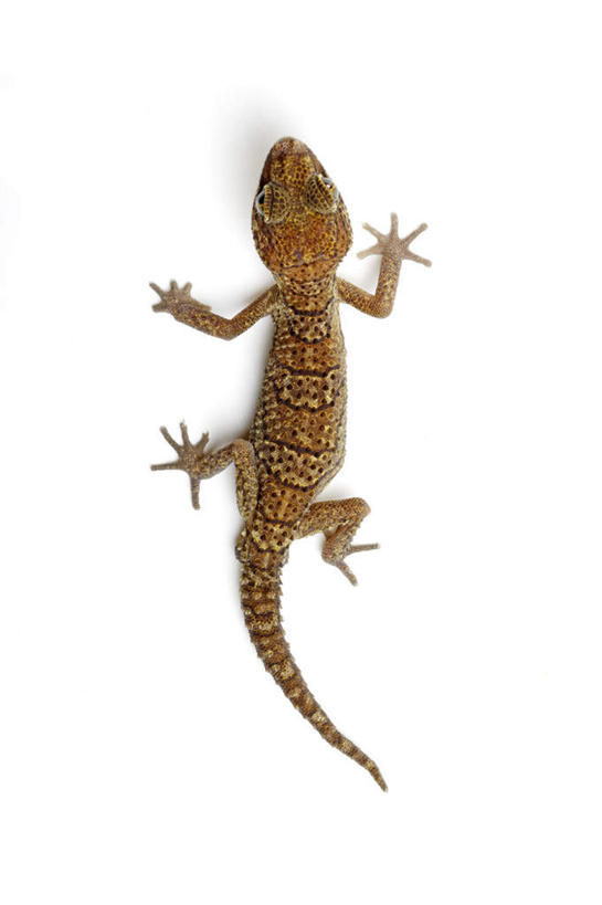 无人,竖图,俯视,室内,特写,白天,白色背景,壁虎,野生动物,阴影,反射,爬行动物,影子,注视,一只,动物,观察,看,趴着,摄影,影棚,观看,察看,关注,蝎虎,守宫,趴,彩图,高角度拍摄,全身,影棚拍摄,拍摄,豹猫守宫,豹猫壁虎