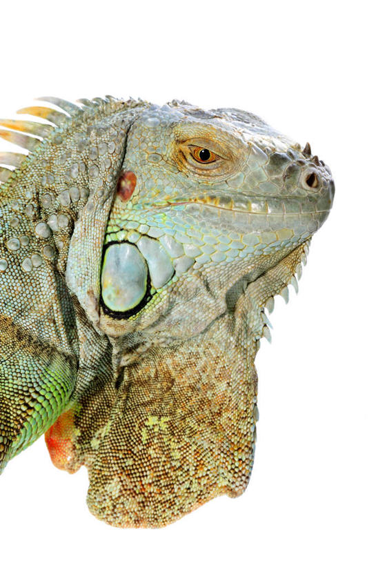 头,无人,竖图,室内,特写,白天,白色背景,侧面,野生动物,蜥蜴,阴影,反射,影子,注视,一只,动物,观察,看,摄影,影棚,观看,察看,关注,石龙子,泉龙,猪婆蛇,四脚蛇,蜴,东部鬃狮蜥,头部,半身,彩图,影棚拍摄,拍摄