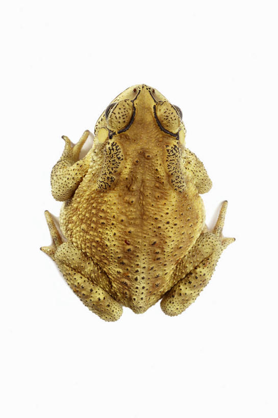 无人,竖图,俯视,室内,特写,白天,白色背景,蟾蜍,野生动物,阴影,反射,影子,注视,一只,动物,观察,看,趴着,金色,摄影,活泼,影棚,观看,察看,关注,黑眶蟾蜍,蟾,癞蛤蟆,蛤蟆,趴,彩图,高角度拍摄,全身,影棚拍摄,拍摄,癞疙疱,蛤巴