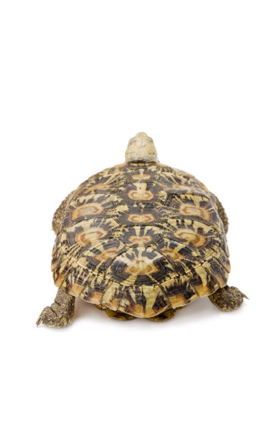 无人,竖图,室内,特写,白天,白色背景,龟,阴影,反射,爬行动物,影子,一只,背面,动物,趴着,健康,摄影,影棚,坚定,长寿,饼干龟,饼干陆龟,薄饼陆龟,趴,彩图,全身,影棚拍摄,拍摄