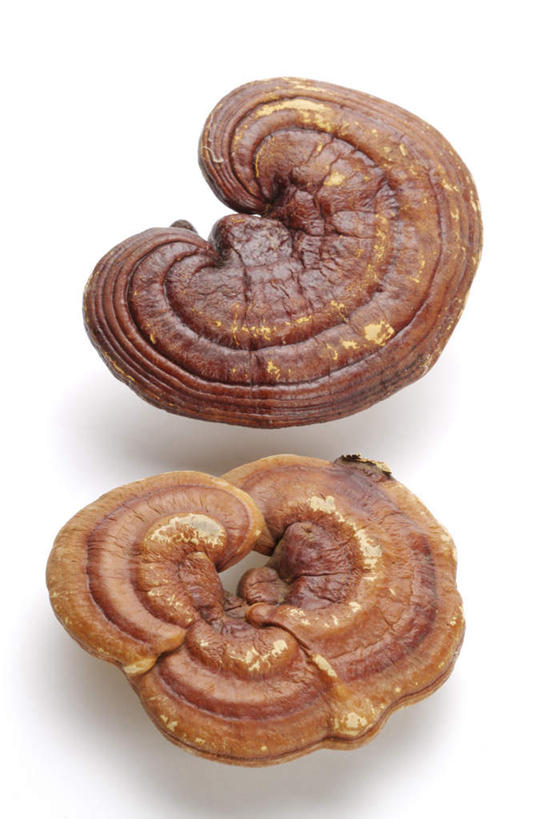 无人,竖图,俯视,室内,特写,白天,白色背景,植物,餐桌,桌子,灵芝,阴影,反射,影子,菌菇,褐色,草药,药草,中药,两个,摄影,影棚,餐台,药材,中草药,中药材,本草,芝草,仙草,神芝,瑞草,灵芝草,彩图,高角度拍摄,影棚拍摄,拍摄