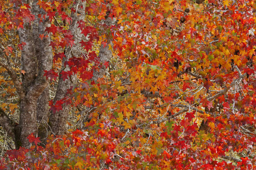 无人,横图,室外,特写,白天,正面,美景,枫树,叶子,阴影,朦胧,模糊,光线,影子,景观,枫叶,枯叶,落叶,黄色,红色,阳光,自然,景色,枫树叶,自然风光,槭树,北方红枫,北美红枫,红花槭,红糖槭,加拿大红枫,美国红枫,沼泽枫,叶,叶片,彩图