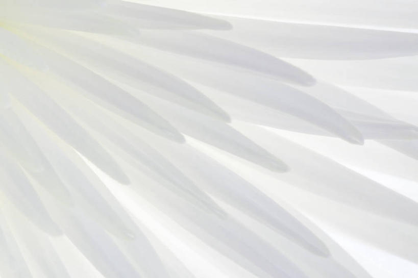 无人,横图,俯视,室外,特写,白天,微距,爱情,盛开,花蕾,花,花瓣,花朵,鲜花,一个,白色,花苞,花蕊,菊花,雪白,单个,吉祥,卫生,洁白,纯真,高洁,长寿,皎洁,洁净,怀恋,清净,真情,寿客,秋菊,光明,恬静,中间色,朴素,清白,皎白,明净,彩图,高角度拍摄,微距摄影