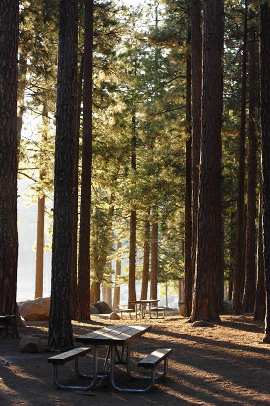 无人,竖图,室外,白天,正面,旅游,度假,美景,森林,树林,植物,桌面,桌子,椅子,美国,阴影,光线,木制,影子,木椅,景观,娱乐,树,树木,绿色,阳光,自然,木制品,享受,休闲,景色,放松,生长,成长,北美,北美洲,加利福尼亚,自然风光,美洲,加州,加利福尼亚州,金州,黄金州,北亚美利加洲,亚美利加洲,彩图,图奥勒米县