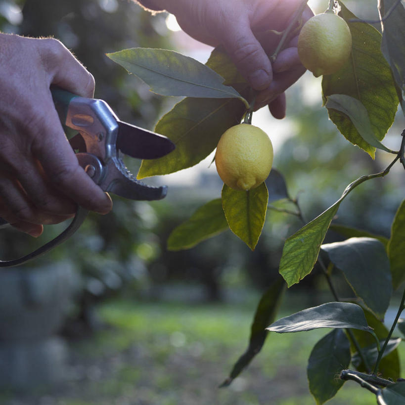 西方人,手,一个人,方图,室外,特写,白天,正面,草地,草坪,植物,柠檬,水果,欧洲,欧洲人,双手,仅一个男性,仅一个人,仅一个中年男性,握,修剪,阴影,朦胧,模糊,新鲜,光线,工具,剪刀,影子,园艺工具,园艺,生食,食品,果实,枝条,拿,拿着,草,树,树木,树枝,食物,绿色,阳光,自然,手部,握着,有机食品,绿色食品,生长,成长,裁剪,剪子,剪裁,切割,篱笆剪,整篱剪,虬枝,枝杈,男人,男性,中年男性,白种人,益母果,柠果,半身,彩图,大平剪,绿篱剪