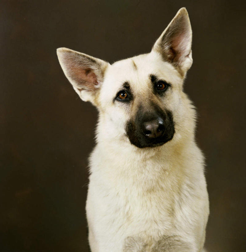 头,无人,坐,竖图,室内,特写,白天,正面,宠物,狗,棕色背景,注视,一只,黄色,动物,观察,看,可爱,摄影,影棚,牧羊犬,观看,察看,德国牧羊犬,关注,忠诚,德国狼犬,黑背,头部,犬,坐着,半身,彩图,影棚拍摄,拍摄