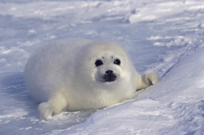 无人,横图,室外,白天,正面,旅游,度假,石头,美景,山,雪,雪山,大雪,哺乳动物,野生动物,石子,冰,积雪,景观,山峰,雪景,冬季,冬天,山峦,注视,娱乐,一只,白色,自然,动物,观察,看,趴着,享受,休闲,景色,放松,寒冷,可爱,活泼,观看,察看,冰冷,关注,自然风光,海狗,沉积岩,严寒,冰凉,酷寒,凛冽,凛凛,极冷,腽肭兽,海熊,水成岩,石块,岩石,趴,彩图,全身