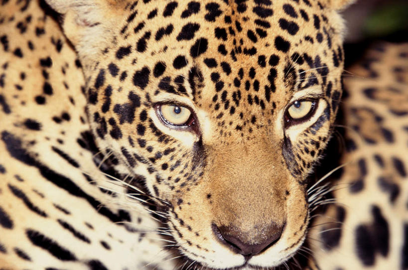 头,无人,横图,室外,特写,白天,正面,野生动物,阴影,朦胧,模糊,光线,影子,注视,一只,阳光,动物,观察,看,观看,察看,关注,美洲豹,凶猛,美洲虎,残暴,凶残,头部,半身,彩图